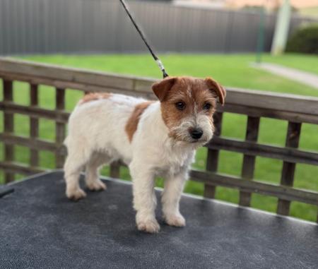 Jack Russell Terrier puppy for sale by JACKOFHEARTS