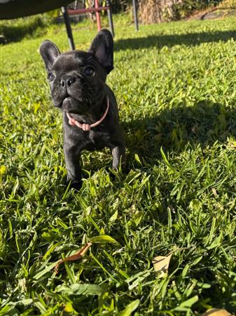 French Bulldog puppy for sale by JACKSON