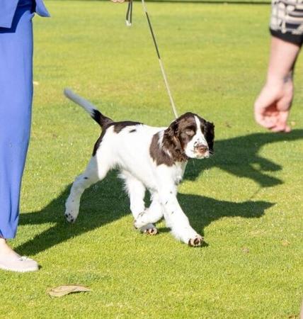 Briabrae Making Merry English Springer Spaniel