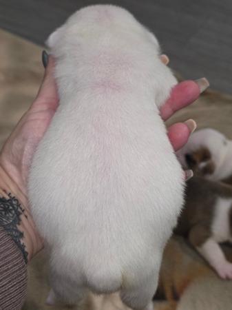 British Bulldog puppy for sale by JAFARUT