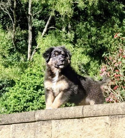 Australian Shepherd puppy for sale by JANDJSUTHERS