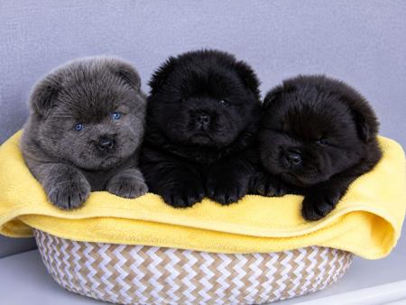 Chow Chow puppy for sale by JARKK