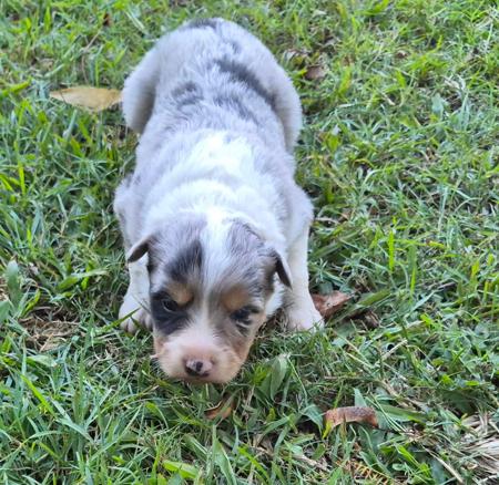 Border Collie puppy for sale by JAWDENASH
