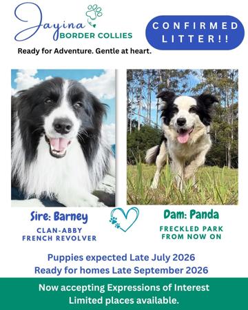 Border Collie puppy for sale by JAYINA