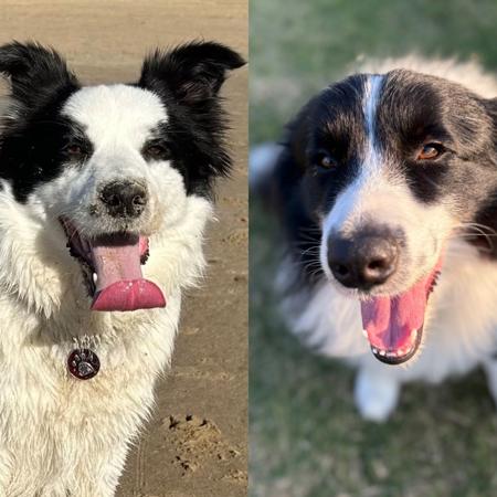Border Collie for sale by JAYINA
