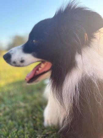 Border Collie for sale by JAYINA