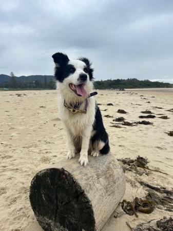 Border Collie for sale by JAYINA