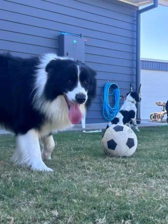 Border Collie for sale by JAYINA
