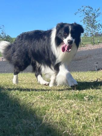Border Collie for sale by JAYINA