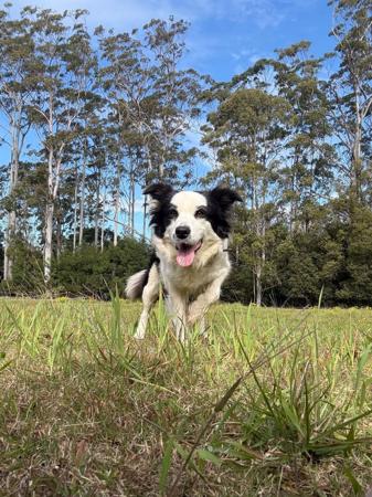 Border Collie for sale by JAYINA
