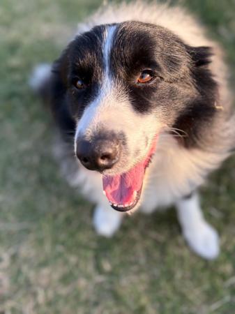 Border Collie for sale by JAYINA