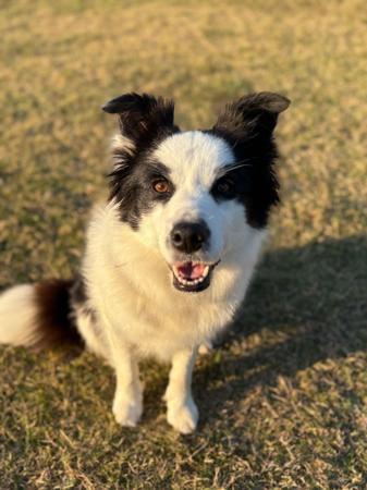 Border Collie for sale by JAYINA