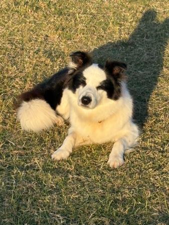 Border Collie for sale by JAYINA