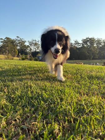 Border Collie for sale by JAYINA