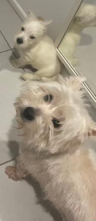 West Highland White Terrier puppy for sale by JEMMSTAR