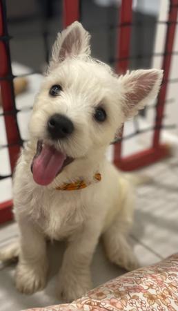 West Highland White Terrier puppy for sale by JEMMSTAR