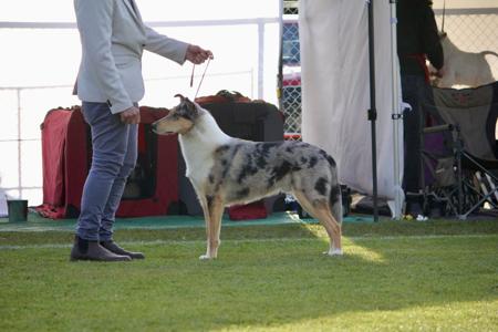 Ch Baqilodge Jack Frost PT Collie (Smooth)