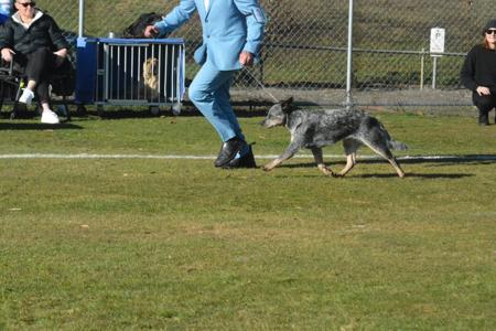 Ch Waykrest Healing Hearts Australian Cattle Dog