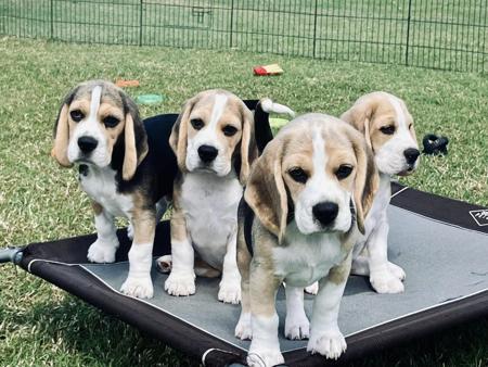 Beagle puppy for sale by LUNARS