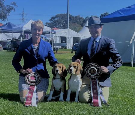 Beagle for sale by LUNARS
