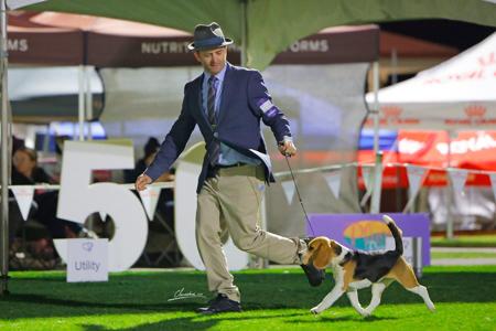 Beagle for sale by LUNARS