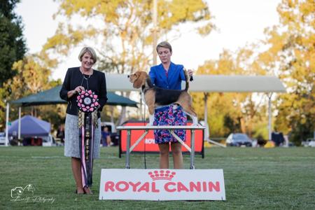 Aust Ch Kezziah Big Bang Theory Beagle