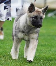 Simpatico Violet Fire Norwegian Elkhound