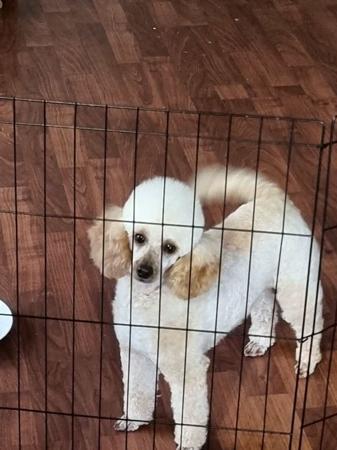 Poodle (Toy) dog for sale by JIRANCOTOYS