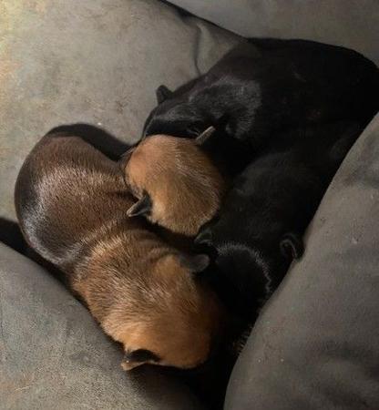 Miniature Pinscher puppy for sale by ELLDEES