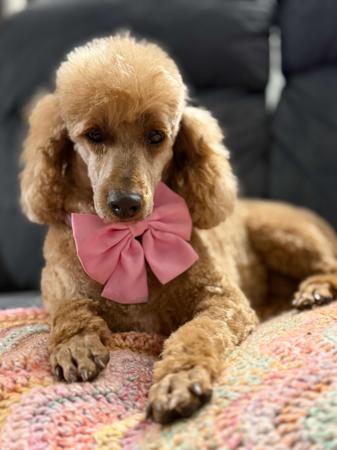 Poodle (Miniature) dog for sale by JOHMANI