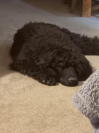 Poodle (Standard) puppy for sale by JONJE