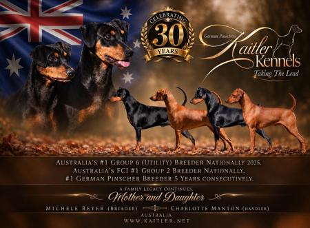 German Pinscher for sale by KAITLER