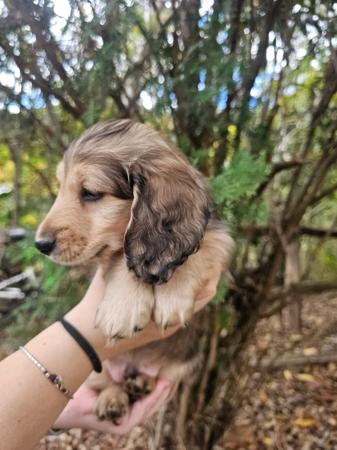 Dachshund (Miniature Long Haired) puppy for sale by KAJMYTT
