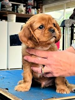 Cavalier King Charles Spaniel puppy for sale by KALIAK
