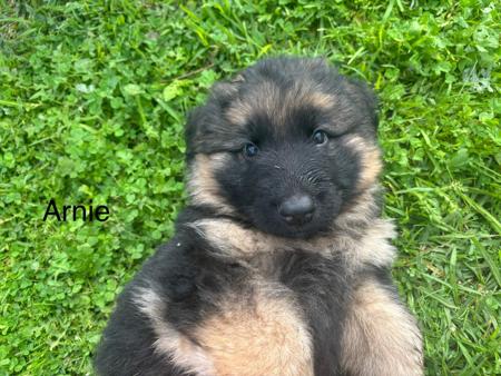 German Shepherd Dog (Long Stock Coat) for sale by KALIDER