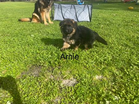 German Shepherd Dog (Long Stock Coat) for sale by KALIDER