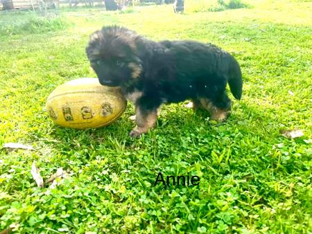 German Shepherd Dog (Long Stock Coat) for sale by KALIDER