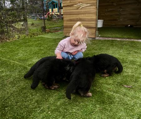 German Shepherd Dog (Long Stock Coat) for sale by KALIDER