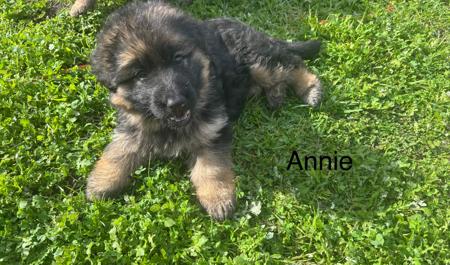 German Shepherd Dog (Long Stock Coat) for sale by KALIDER