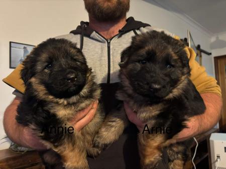 German Shepherd Dog (Long Stock Coat) puppy for sale by KALIDER