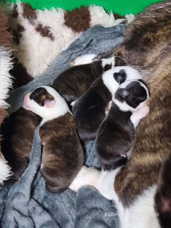 Welsh Corgi (Cardigan) puppy for sale by KALORA