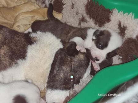 Welsh Corgi (Cardigan) puppy for sale by KALORA