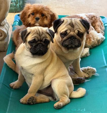 Pug dog for sale by KANGALA