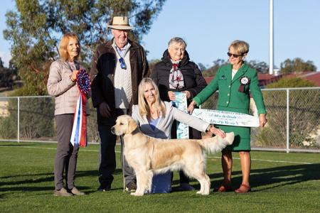 Aust Ch Kaparla With A Twist Of Lemon Golden Retriever