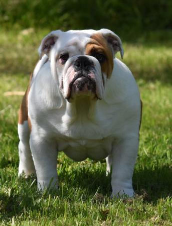 British Bulldog dog for sale by KARAZMA