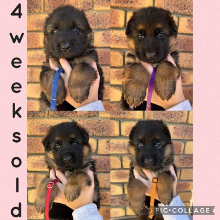 German Shepherd Dog puppy for sale by KARHAM