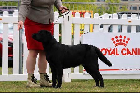 Labrador Retriever for sale by EBONIQUE