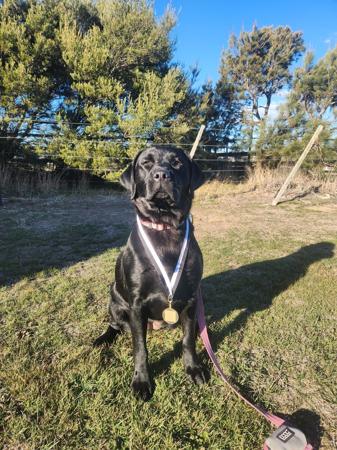 Labrador Retriever for sale by EBONIQUE