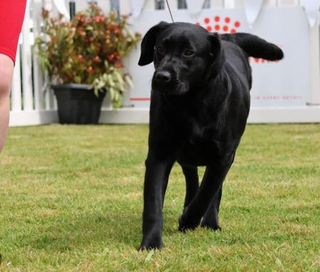 Labrador Retriever for sale by EBONIQUE