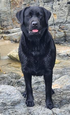 Labrador Retriever for sale by KATEMITCHELL